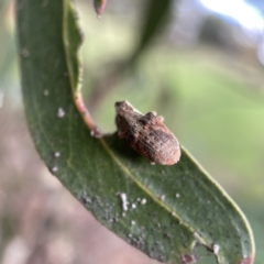 Gonipterus sp. (genus) at Ainslie, ACT - 1 May 2023