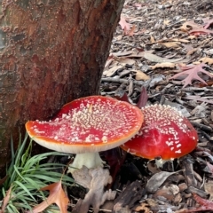 Amanita muscaria (Fly Agaric) at Corroboree Park - 1 May 2023 by Hejor1