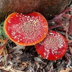 Amanita muscaria at Ainslie, ACT - 1 May 2023