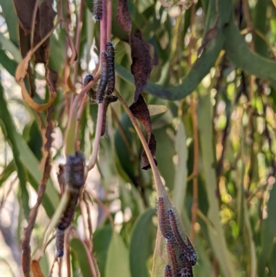 Delias harpalyce (Imperial Jezebel) at Stromlo, ACT - 1 May 2023 by HelenCross