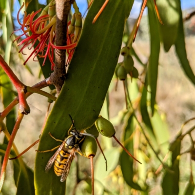 Vespula germanica (German Yellowjacket Wasp (also known as European Wasp)) at Stromlo, ACT - 1 May 2023 by HelenCross