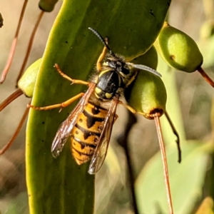 Vespula germanica at Stromlo, ACT - 1 May 2023