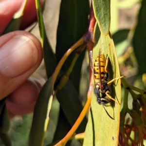 Vespula germanica at Stromlo, ACT - 1 May 2023