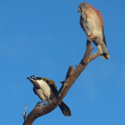 Entomyzon cyanotis (Blue-faced Honeyeater) at Garran, ACT - 1 May 2023 by roymcd