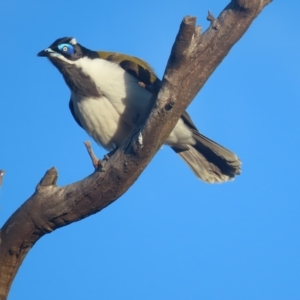 Entomyzon cyanotis at Garran, ACT - 1 May 2023