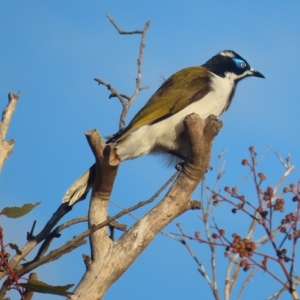 Entomyzon cyanotis at Garran, ACT - 1 May 2023