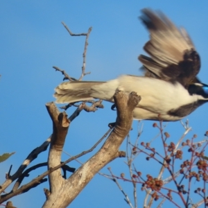 Entomyzon cyanotis at Garran, ACT - 1 May 2023