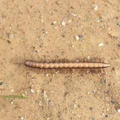 Paradoxosomatidae sp. (family) (Millipede) at Kowen, ACT - 30 Apr 2023 by gregbaines