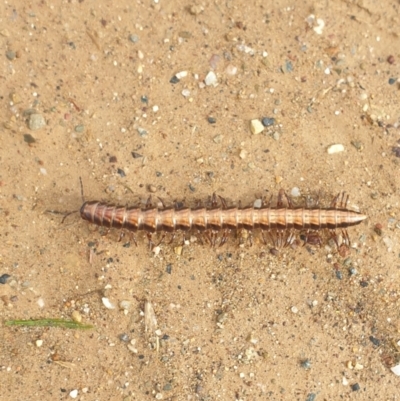 Paradoxosomatidae sp. (family) (Millipede) at Kowen, ACT - 30 Apr 2023 by gregbaines