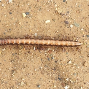 Paradoxosomatidae sp. (family) at Kowen, ACT - 1 May 2023