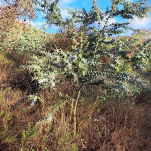 Acacia baileyana at Watson, ACT - 1 May 2023