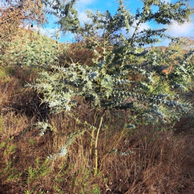 Acacia baileyana (Cootamundra Wattle, Golden Mimosa) at Watson, ACT - 1 May 2023 by abread111