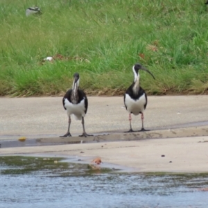 Threskiornis spinicollis at Isabella Plains, ACT - 1 May 2023 12:48 PM