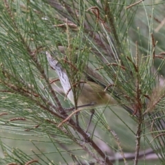 Acanthiza pusilla at Isabella Plains, ACT - 1 May 2023