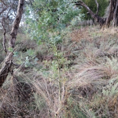 Acacia baileyana (Cootamundra Wattle, Golden Mimosa) at Watson, ACT - 1 May 2023 by abread111