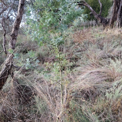 Acacia baileyana (Cootamundra Wattle, Golden Mimosa) at Watson, ACT - 1 May 2023 by abread111
