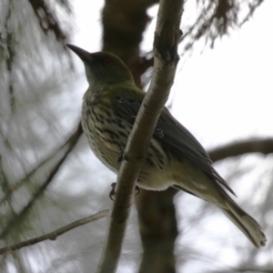 Oriolus sagittatus at Isabella Plains, ACT - 1 May 2023