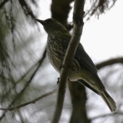 Oriolus sagittatus at Isabella Plains, ACT - 1 May 2023 12:54 PM