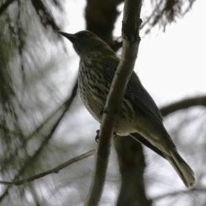 Oriolus sagittatus at Isabella Plains, ACT - 1 May 2023