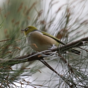 Zosterops lateralis at Isabella Plains, ACT - 1 May 2023