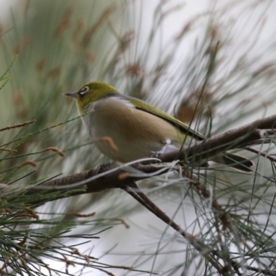 Zosterops lateralis (Silvereye) at Isabella Plains, ACT - 1 May 2023 by RodDeb