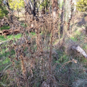 Cirsium vulgare at Watson, ACT - 1 May 2023