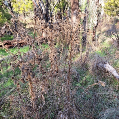 Cirsium vulgare (Spear Thistle) at Watson, ACT - 1 May 2023 by abread111