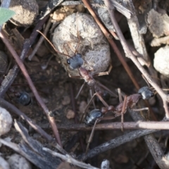 Myrmecia nigriceps (Black-headed bull ant) at Michelago, NSW - 12 Mar 2020 by Illilanga