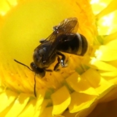 Lasioglossum (Chilalictus) sp. (genus & subgenus) (Halictid bee) at Melrose - 25 Nov 2022 by RomanSoroka