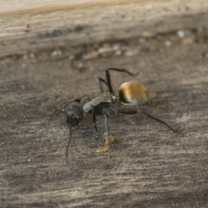 Polyrhachis ammon at Michelago, NSW - 17 Dec 2019 08:04 AM