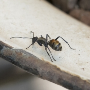 Polyrhachis ammon at Michelago, NSW - 17 Dec 2019 08:04 AM