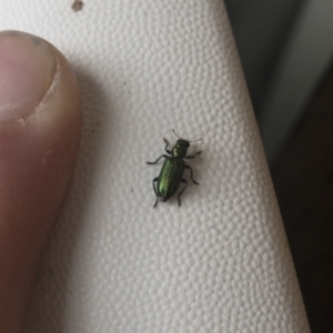 Phlogistus sp. (genus) at Michelago, NSW - 1 Dec 2021