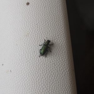 Phlogistus sp. (genus) at Michelago, NSW - 1 Dec 2021