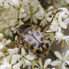 Neorrhina punctata (Spotted flower chafer) at Michelago, NSW - 26 Dec 2020 by Illilanga