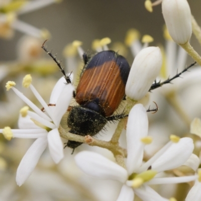 Phyllotocus navicularis (Nectar scarab) at Michelago, NSW - 26 Dec 2020 by Illilanga