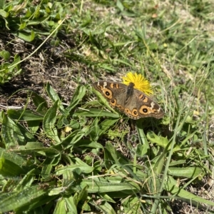 Junonia villida at Wanniassa, ACT - 24 Apr 2023 10:13 AM