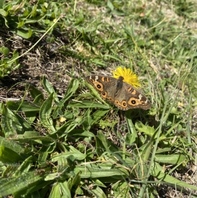 Junonia villida (Meadow Argus) at Wanniassa, ACT - 24 Apr 2023 by jks