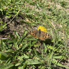 Junonia villida at Wanniassa, ACT - 24 Apr 2023 10:13 AM