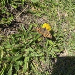 Junonia villida at Wanniassa, ACT - 24 Apr 2023 10:13 AM