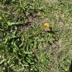 Junonia villida at Wanniassa, ACT - 24 Apr 2023 10:13 AM