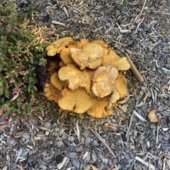 Gymnopilus junonius (Spectacular Rustgill) at Wanniassa, ACT - 24 Apr 2023 by jks