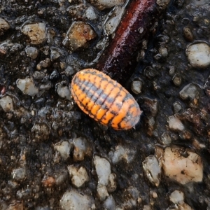 Monophlebulus sp. (genus) at Cotter River, ACT - 1 May 2023