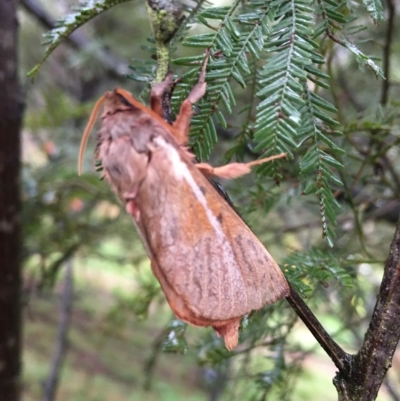 Oxycanus dirempta (Variable Oxycanus) at Goulburn Mulwaree Council - 29 Apr 2023 by mcleana