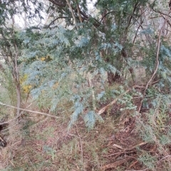 Acacia baileyana (Cootamundra Wattle, Golden Mimosa) at Fadden, ACT - 1 May 2023 by LPadg