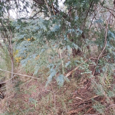 Acacia baileyana (Cootamundra Wattle, Golden Mimosa) at Fadden, ACT - 2 May 2023 by LPadg