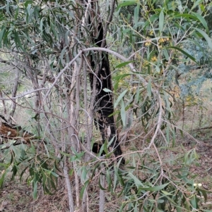 Acacia implexa at Fadden, ACT - 2 May 2023 09:47 AM