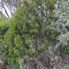 Exocarpos cupressiformis (Cherry Ballart) at Fadden, ACT - 2 May 2023 by LPadg