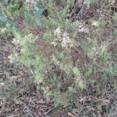 Cassinia quinquefaria (Rosemary Cassinia) at Fadden, ACT - 2 May 2023 by LPadg