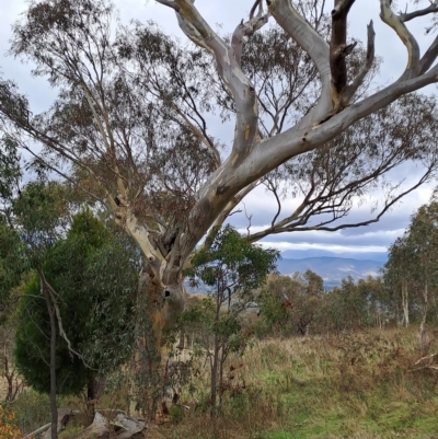 Eucalyptus rossii (Inland Scribbly Gum) at Wanniassa Hill - 2 May 2023 by LPadg