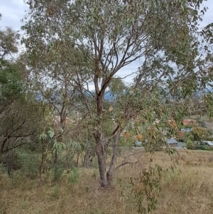 Eucalyptus dives at Wanniassa Hill - 2 May 2023 10:10 AM